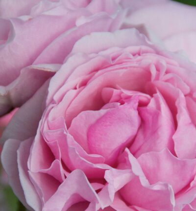 Rosa 'Princesse Claire of Belgium' - Trosroos