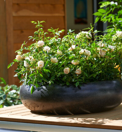 Rosa Sweet Romanza - Struikroos