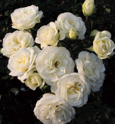 Rosa Wedding Rose - Trosroos