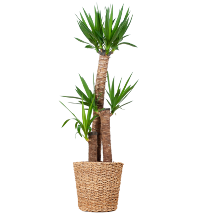 Yucca XL met mand Torun - 125cm - Ø24