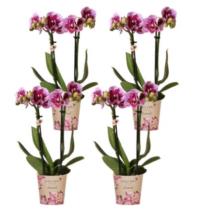 Kolibri Orchids | COMBI DEAL van 4 roze paarse phalaenopsis orchideeën - El Salvador - potmaat Ø9cm | bloeiende kamerplant - vers van de kweker