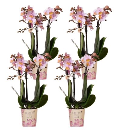 Kolibri Orchids | COMBI DEAL van 4 Roze phalaenopsis orchideeën - Andorra - potmaat Ø9cm | bloeiende kamerplant - vers van de kweker