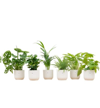 Verrassingsbox - 6 planten inclusief elho Vibes Fold Round Ø14 wit