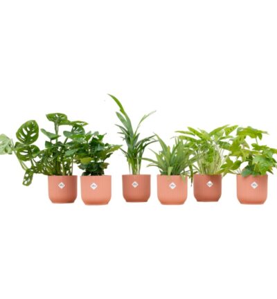 Verrassingsbox - 6 planten inclusief elho Vibes Fold Round Ø14 roze