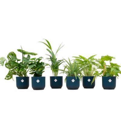 Verrassingsbox - 6 planten inclusief elho Vibes Fold Round Ø14 blauw