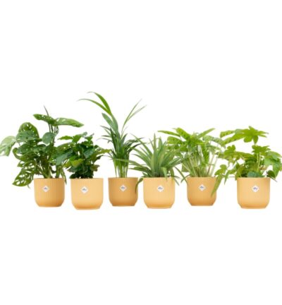 Verrassingsbox - 6 planten inclusief elho Vibes Fold Round Ø14 botergeel