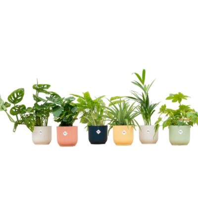 Verrassingsbox - 6 planten inclusief elho Vibes Fold Round Ø14 kleurenmix