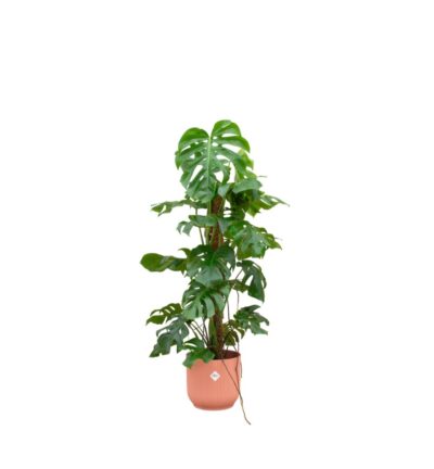 Combi deal - Monstera Pertusum XL inclusief elho Vibes Fold Round Ø30 roze - 120 cm