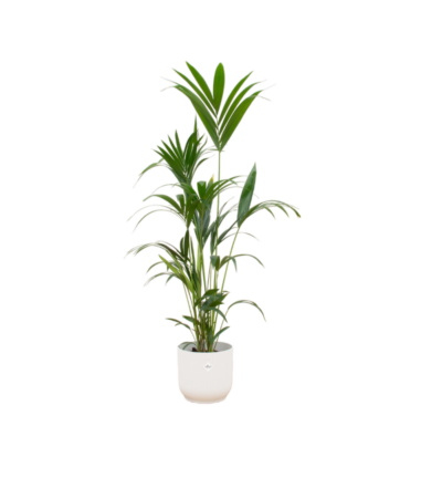 Combi deal - Kentia palm inclusief elho Vibes Fold Round wit Ø30 - 160 cm