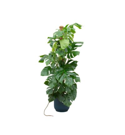Combi deal - Monstera Pertusum XL inclusief elho Vibes Fold Round blauw Ø30 - 150 cm