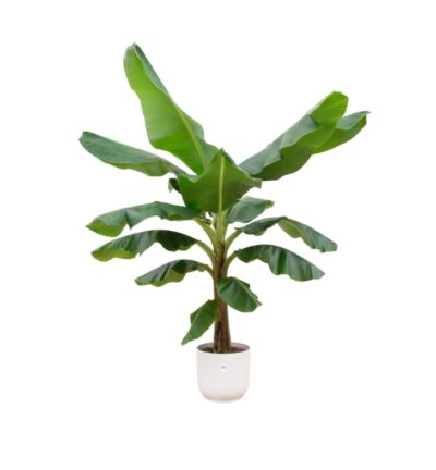 Combi deal - Bananenplant (Musa) inclusief elho Vibes Fold Round wit Ø30 - 180 cm