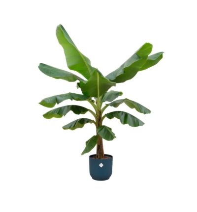 Combi deal - Bananenplant (Musa) inclusief elho Vibes Fold Round roze Ø30 - 180 cm