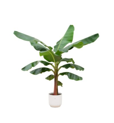 Combi deal - Bananenplant (Musa) inclusief elho Vibes Fold Round wit Ø30 - 150 cm