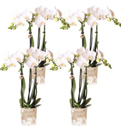 Kolibri Orchids | COMBI DEAL van 4 witte Phalaenopsis orchideeën - Amabilis - potmaat Ø9cm | bloeiende kamerplant - vers van de kweker