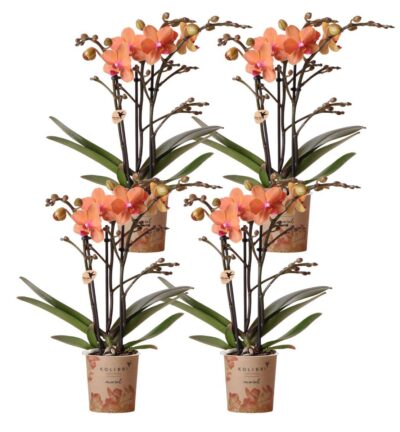 Kolibri Orchids | COMBI DEAL van 4 oranje Phalaenopsis orchideeën - Bolzano - potmaat Ø9cm | bloeiende kamerplant - vers van de kweker