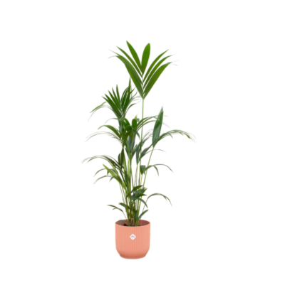 Combi deal - Kentia palm inclusief elho Vibes Fold Round roze Ø30 - 160 cm