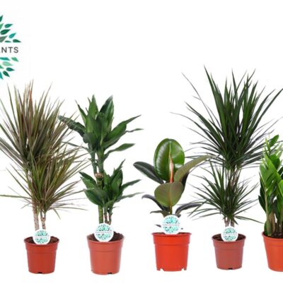 Kamerplanten Groen Mix Miquel - 5 stuks - Ø17cm - ↕55-75cm