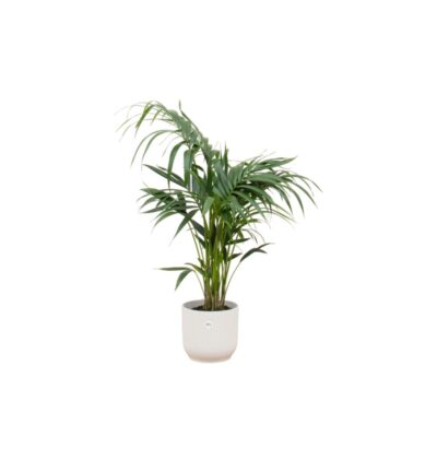 Combi deal - Kentia palm inclusief elho Vibes Fold Round wit Ø25 - 130 cm