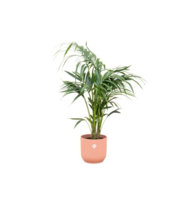 Combi deal - Kentia palm inclusief elho Vibes Fold Round roze Ø25 - 130 cm