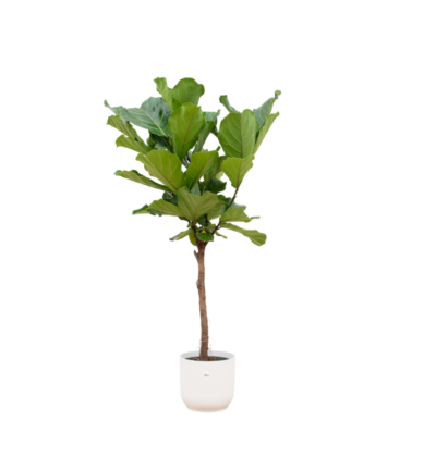 Ficus Lyrata op stam ↕170 cm - Vioolbladplant in Elho Vibes Fold Round wit Ø30 cm