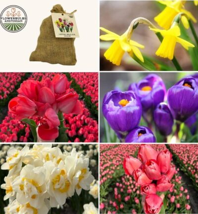 Medium Lasting Wild Mix - Duurzame voordeelzak, 50 bloembollen voor 1 m2 bloemenpracht -