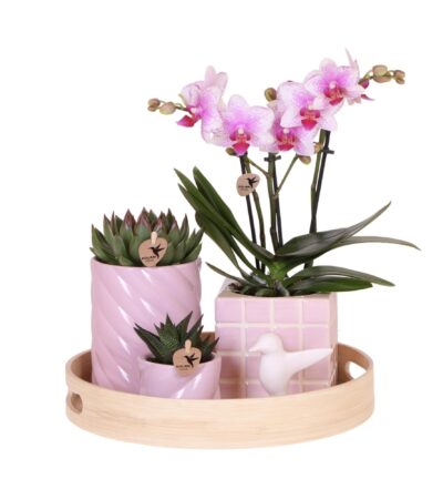 Kolibri Company | Gift set Colourful Optimism | Plantenset met roze Phalaenopsis Orchidee en Succulenten incl. keramieken sierpotten