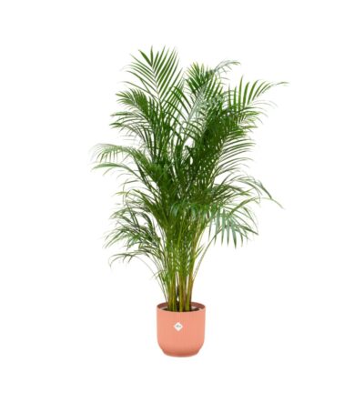 Combi deal - Areca palm inclusief elho Vibes Fold Round roze Ø30 - 180 cm