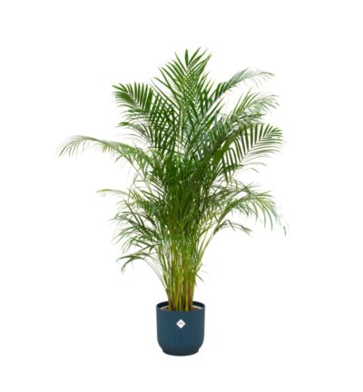Combi deal - Areca palm inclusief elho Vibes Fold Round blauw Ø30 - 180 cm