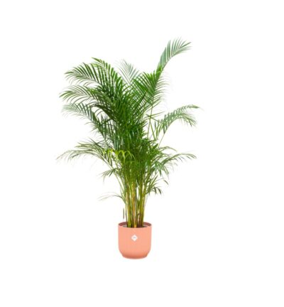 Combi deal - Areca palm inclusief elho Vibes Fold Round roze Ø30 - 160 cm