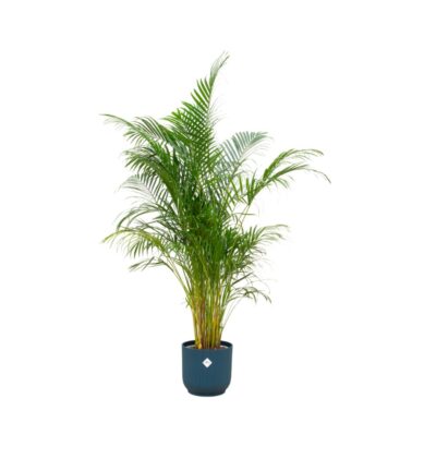 Combi deal - Areca palm inclusief elho Vibes Fold Round blauw Ø30 - 160 cm