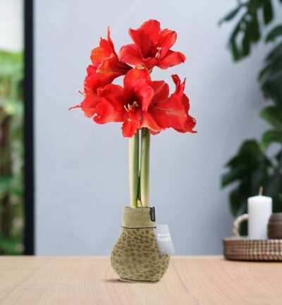 No Water Flowers® (wax amaryllis) | Fashionz Animal - Cheetah + Red flower