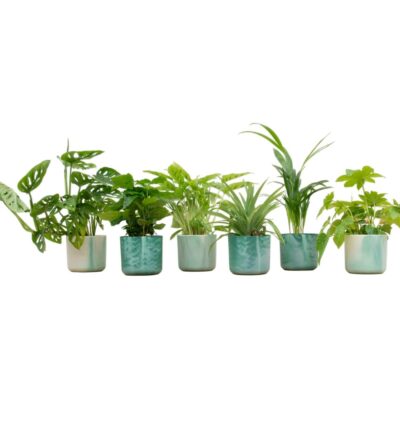 Verrassingsbox - 6 planten inclusief elho Ocean Round pacifisch groen Ø14