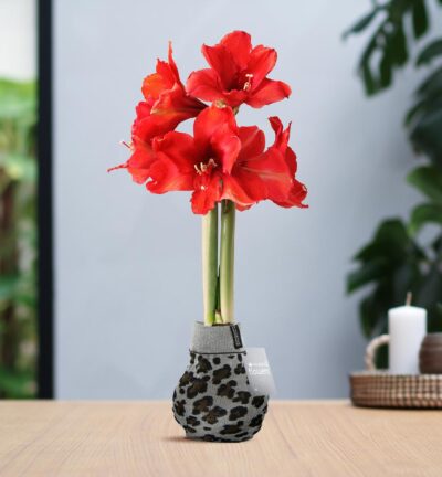 No Water Flowers® (wax amaryllis) | Fashionz Animal - Leopard + Red flower