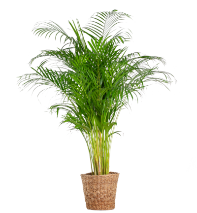 Dypsis Lutescens met mand Torun ↕120cm - Areca Palm Ø24