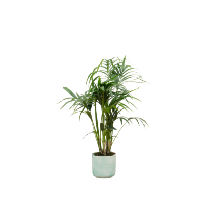Combi deal - Kentia palm inclusief elho Ocean Round pacifisch groen Ø22 - 130 cm