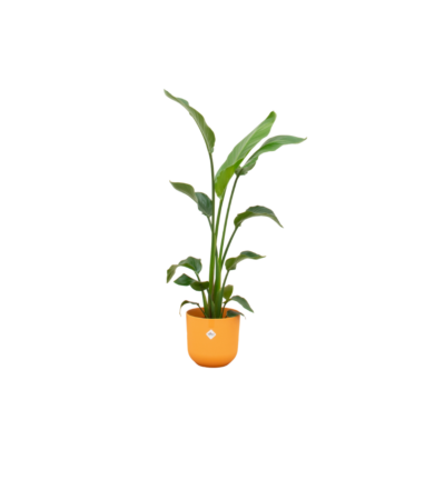 Combi deal - Strelitzia Nicolai inclusief elho Jazz Round geel Ø23 - 130 cm
