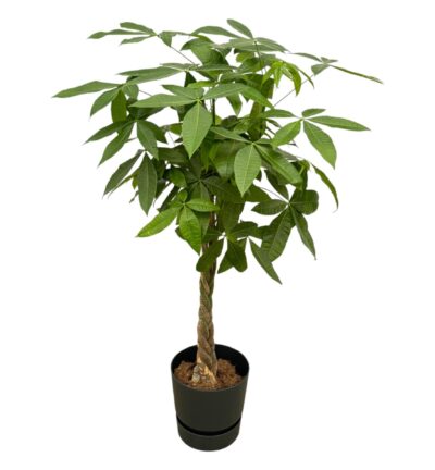 Pachira Aquatica inclusief elho Greenville Round zwart - 160cm - Ø30