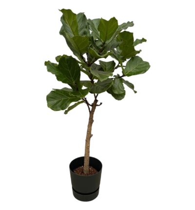 Ficus Lyrata stam ↕160cm - Vioolbladplant met elho Greenville Round Ø30