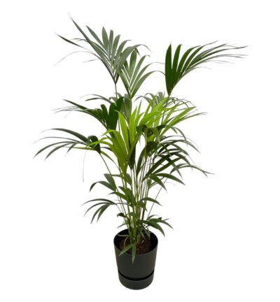 Kentia palm inclusief elho Greenville Round zwart - 160cm - Ø30