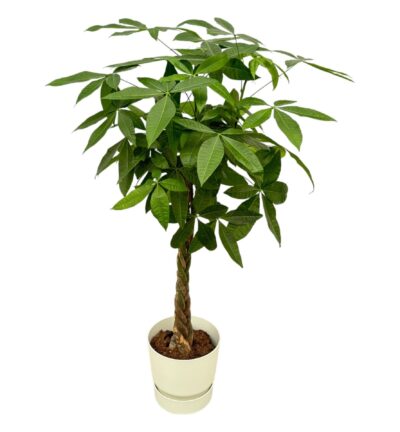 Pachira Aquatica inclusief elho Greenville Round wit - 160cm - Ø30