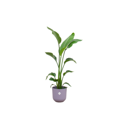 Combi deal - Strelitzia Nicolai inclusief elho Jazz Round lila Ø23 - 130 cm