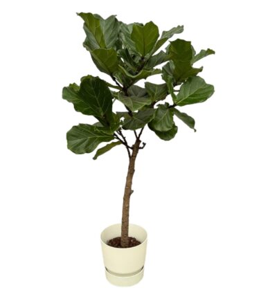 Ficus Lyrata stam ↕160cm - Vioolbladplant met elho Greenville Round wit Ø30