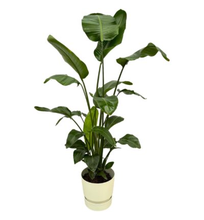 Strelitzia Nicolai inclusief elho Greenville Round wit - 160cm - Ø30