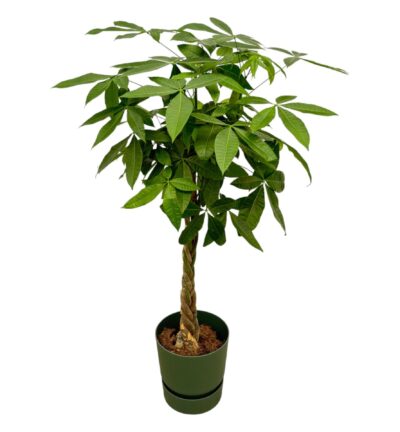 Pachira Aquatica inclusief elho Greenville Round groen - 160cm - Ø30