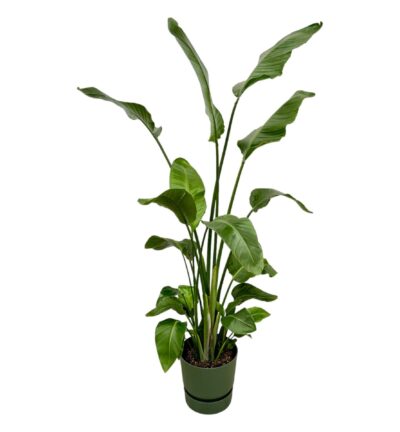 Strelitzia Nicolai inclusief elho Greenville Round groen - 180 cm - Ø30