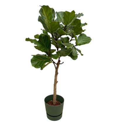 Ficus Lyrata stam ↕160cm - Vioolbladplant met elho Greenville Round groen Ø30