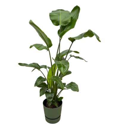 Strelitzia Nicolai inclusief elho Greenville Round groen - 160cm - Ø30