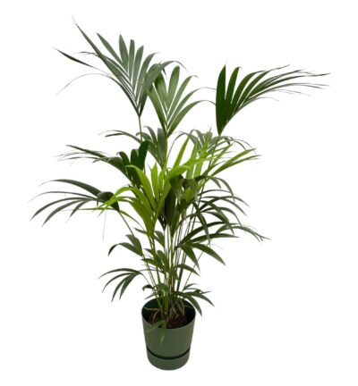 Kentia palm inclusief elho Greenville Round groen - 160cm - Ø30