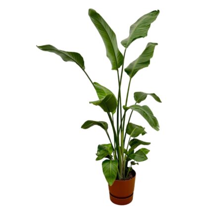 Strelitzia Nicolai inclusief elho Greenville Round bruin - 180 cm - Ø30