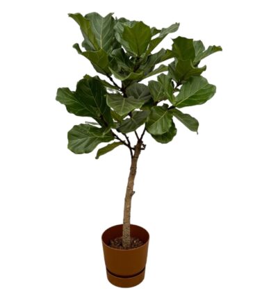 Ficus Lyrata stam ↕160cm - Vioolbladplant met elho Greenville Round bruin Ø30